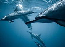 湖媒感慨：雷迪什当初曾在训练中1V1单挑爆了湖人全队